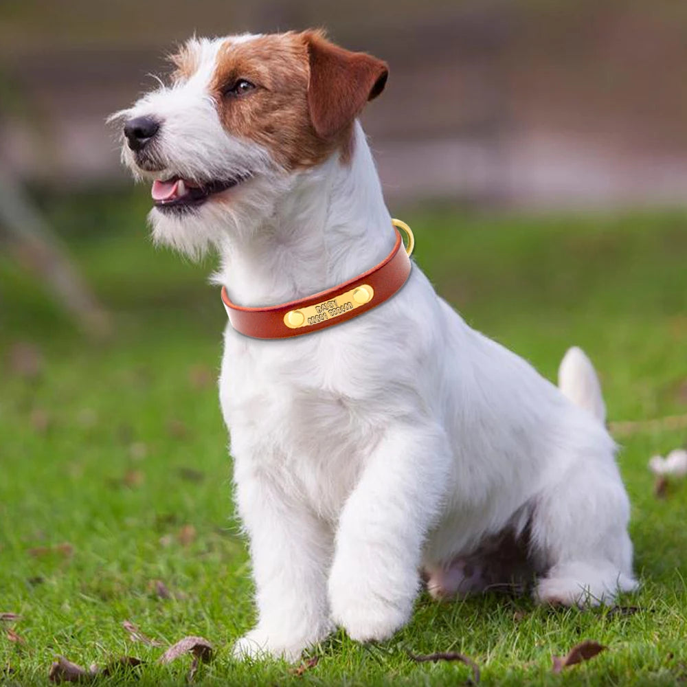 BaKay Tag — Personalised leather collar